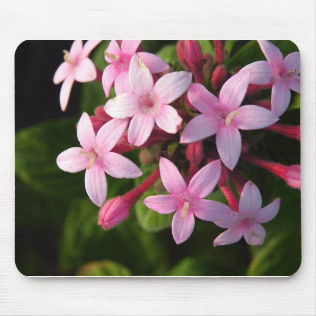 Mousepad Pentas (Frente)