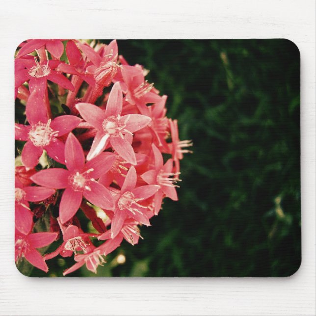 Mousepad Pentas rosa (Frente)