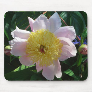 Mousepad Pêonias Rosa e Amarelas Lindas Florais