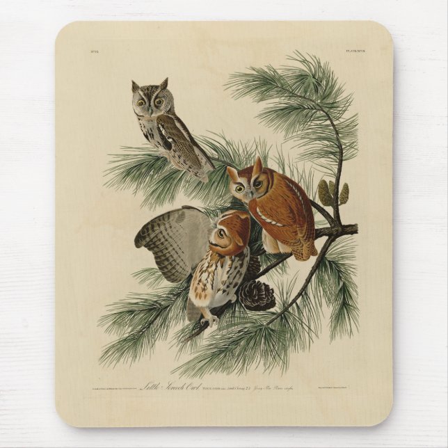 Mousepad Pequena Coruja das Aves da América de Audubon (Frente)