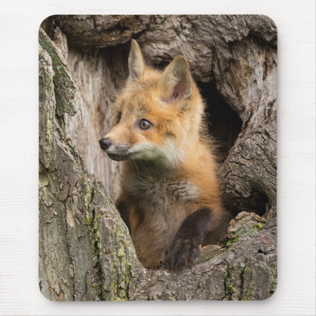 Mousepad Pequena Raposa Vermelha em um Oco de Árvore (Frente)
