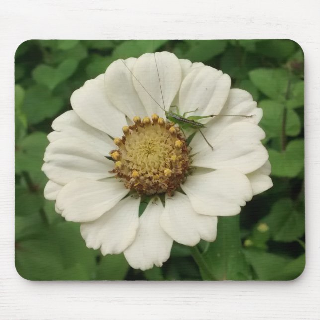 Mousepad Pequeno gafanhoto na Flor Branca (Frente)