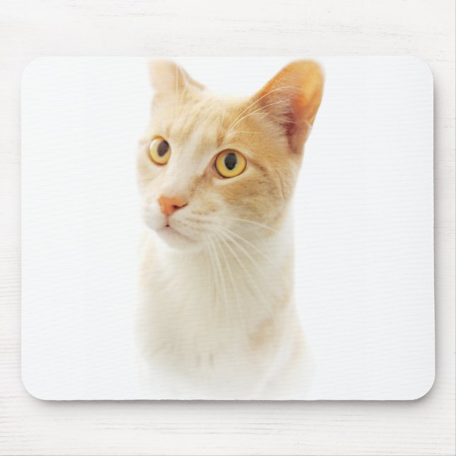 Mousepad Pequeno Gato Loiro Maravilhoso (Frente)