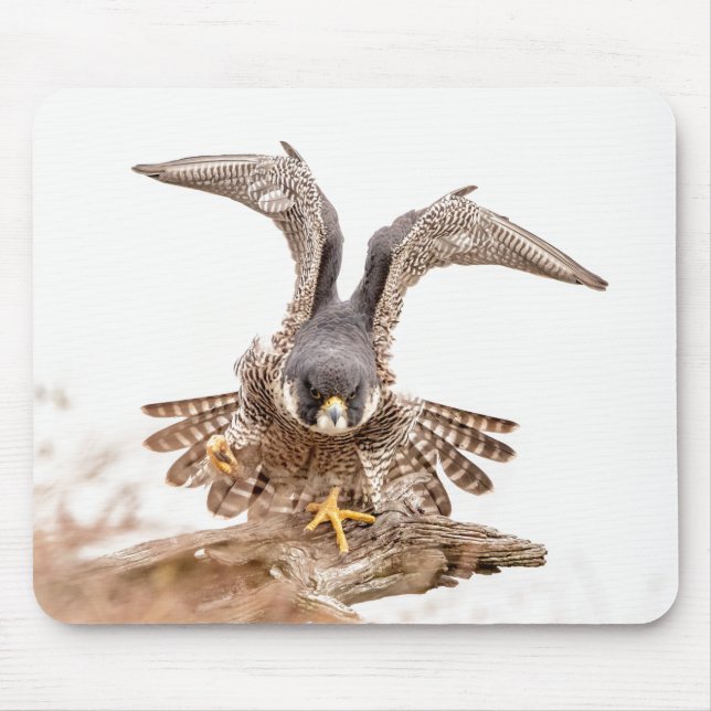 Mousepad Peregrine Falcon (Frente)