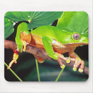 Mousepad Perereca-macaco gigante bicolor, Phyllomedusa