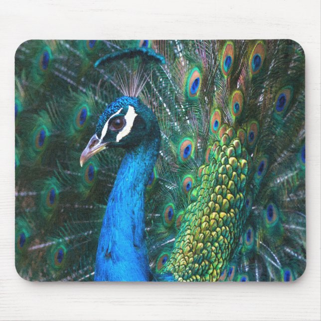 Mousepad Perfil aberto das penas de cauda do pavão indígena (Frente)