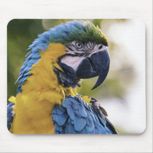 Mousepad Perfil de papagaio Arara fotografia retrato