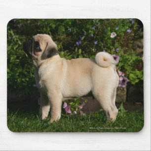 Mousepad Perfil do Pug da jovem corça