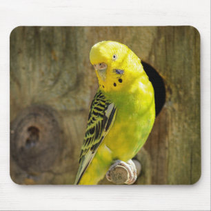 Mousepad periquito, natureza, papagaio amarelo