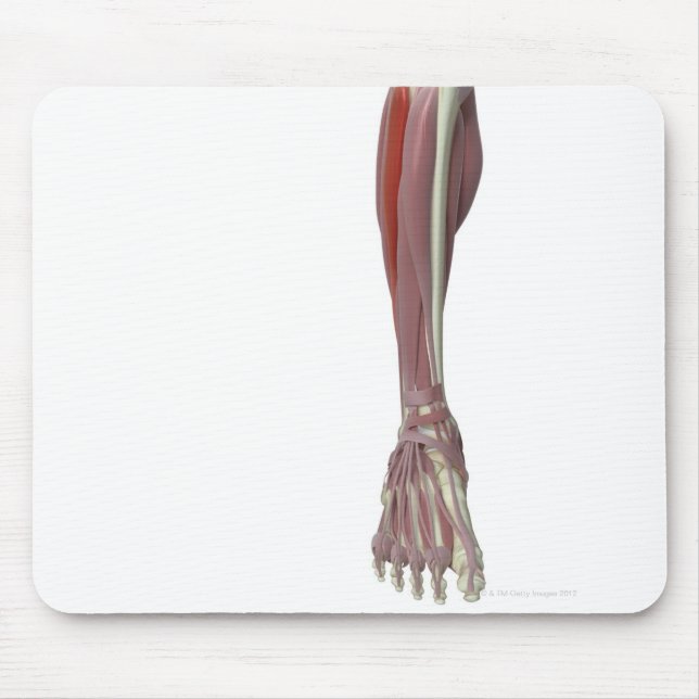 Mousepad Peroneus Longus (Frente)