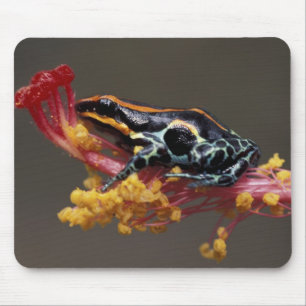 Mousepad Peru, Floresta de Chuva Peruana. Sapo de Seta Vene