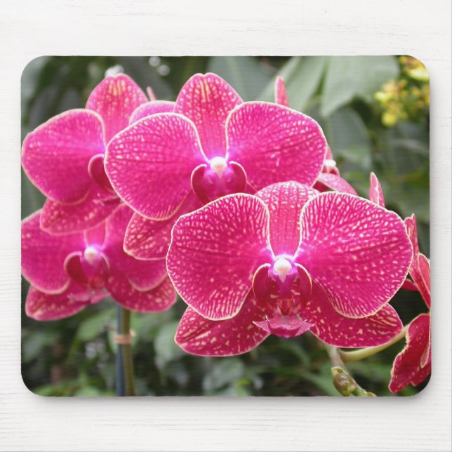 Mousepad Phalaenopse Rosa Escuro (Frente)