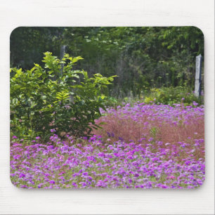 Mousepad Phlox de Drummond, Phlox drummondi, Hilton Head