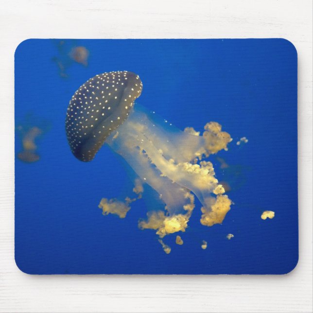 Mousepad Phyllorhiza punctata (Frente)