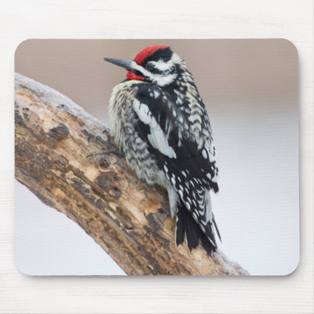 Mousepad Pica-pau-de-barriga-amarela macho (Frente)