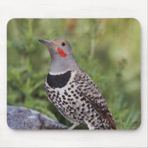 Mousepad Pica-pau-de-costas-vermelhas, Colaptes auratus, Co