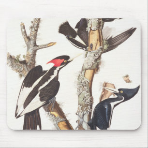 Mousepad pica-pau Marfim-faturado, 1829, (impressão)