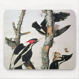 Mousepad pica-pau Marfim-faturado, 'dos pássaros de Americ