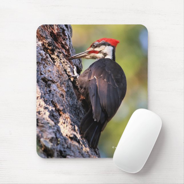 Mousepad Pica-pau pileado bonito na árvore (Com mouse)