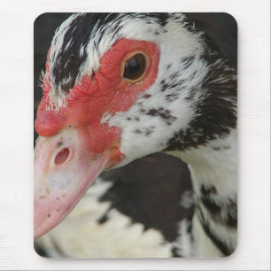 Mousepad Pie diz: "Oi!"