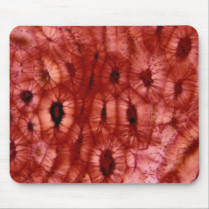 Mousepad Pilhas de Sclerenchyma de um poço da cereja