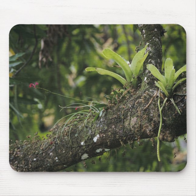 Mousepad Pine Pink, Bletia purpurea, florescendo em Manga (Frente)