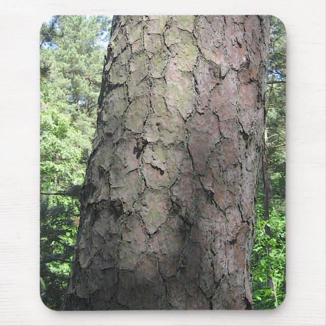 Mousepad Pine Tree, Palanga Botânica Garden, LITUÂNIA - (Frente)