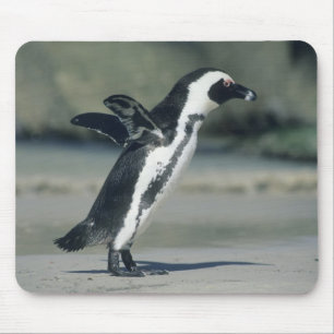 Mousepad Pinguim-africano