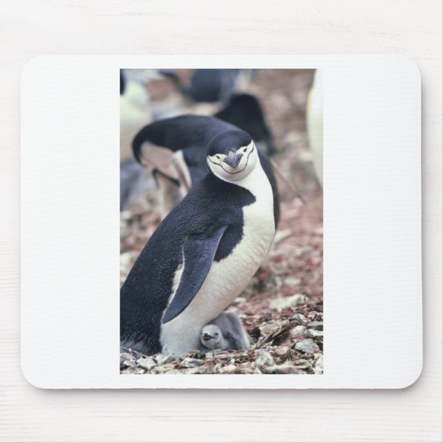 Mousepad Pinguim Ave Fofa Animal Preto Branco Água (Frente)
