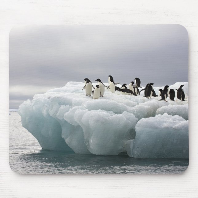 Mousepad Pinguim-de-adélia (Pygoscelis adeliae), (Frente)
