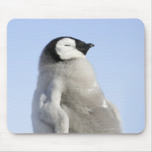 Mousepad Pinguim de imperador do bebê, ilha do monte da