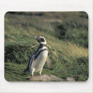 Mousepad Pinguim-de-magalhães (Spheniscus magellanicus),