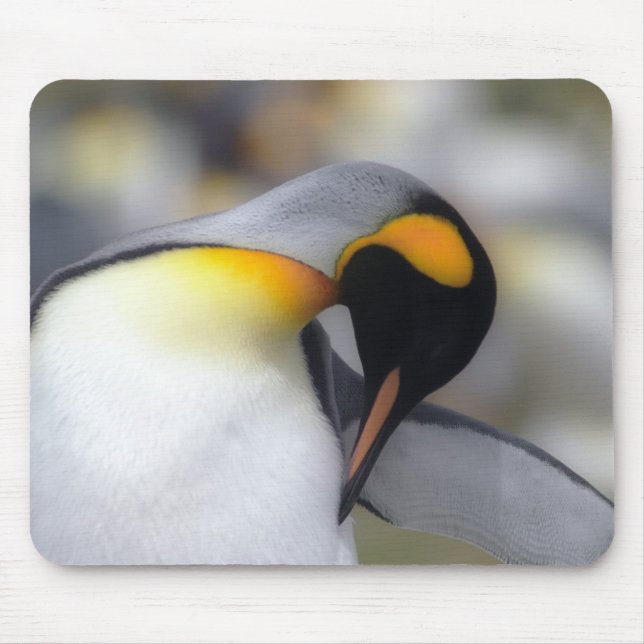 Mousepad Pinguim de rei (Frente)