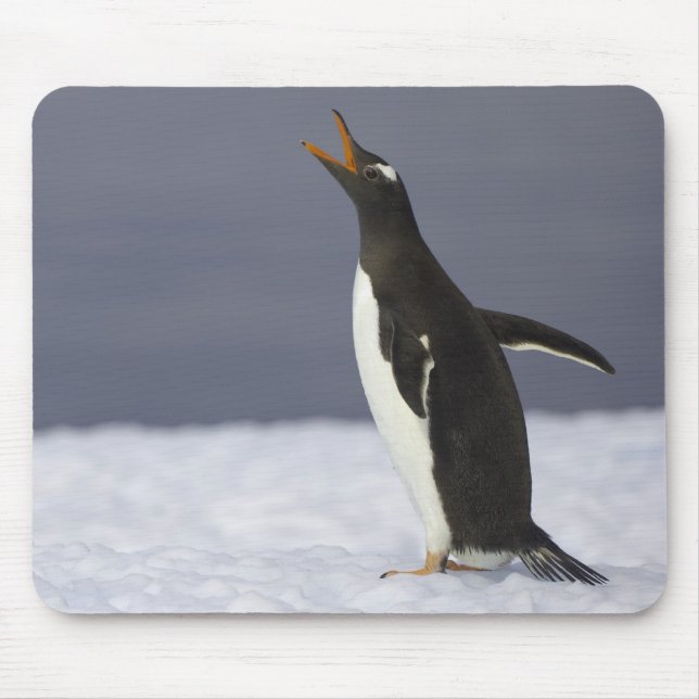 Mousepad Pinguim Gentoo (Pygoscelis papua) (Frente)