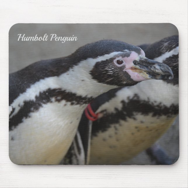 Mousepad Pinguim Humbolt no Zoo Drusillas em East Sussex (Frente)