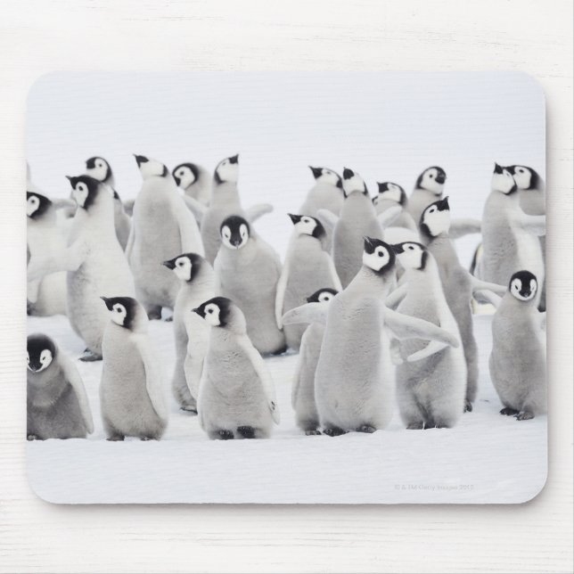 Mousepad Pinguim imperador (Frente)