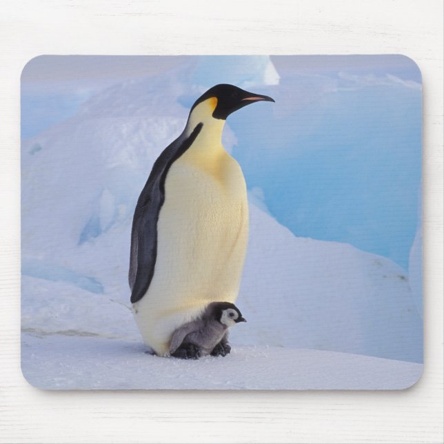 Mousepad Pinguim-imperador | Aptenodytes (Frente)