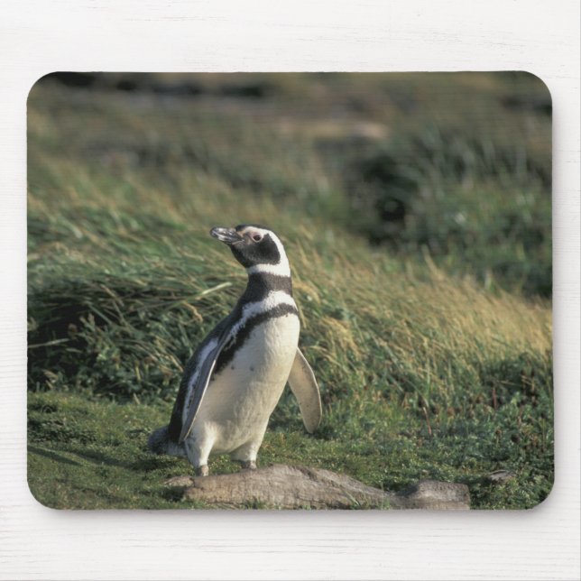 Mousepad Pinguim-maglânico (Sfeniscus magellanicus), (Frente)