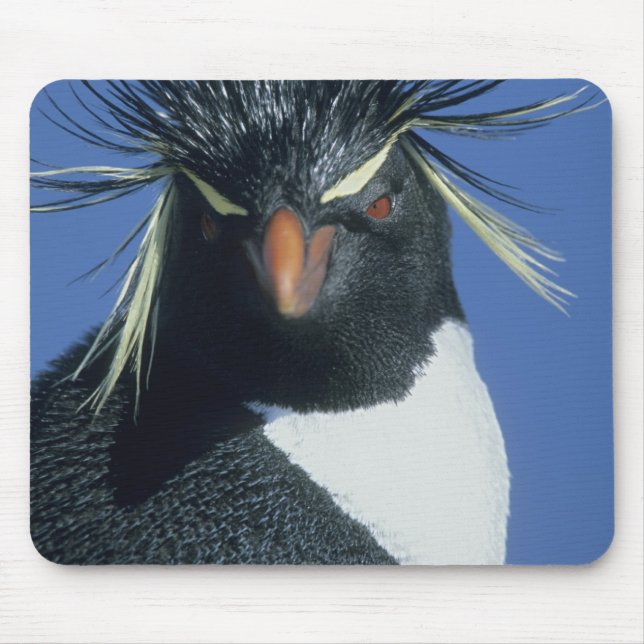 Mousepad Pinguim Saltador-rochoso (Eudyptes chrysocome) (Frente)