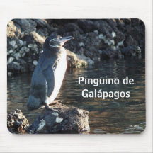 Pinguino de Galápagos