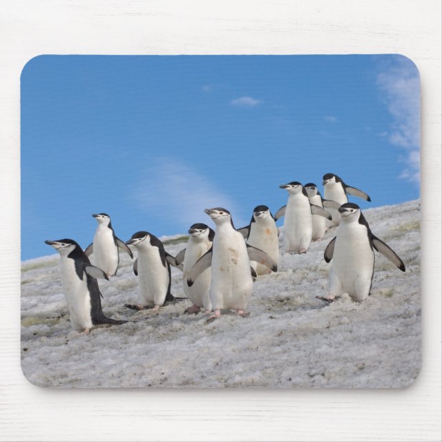 Mousepad Pinguins Chinstrap | Pygoscelis Antártica (Frente)