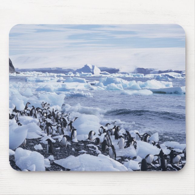 Mousepad Pinguins-de-adélia Pygoscelis adeliae (Frente)
