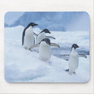 Mousepad Pinguins-de-adélia (Pygoscelis adeliae) no gelo,