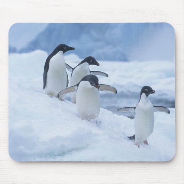 Mousepad Pinguins-de-adélia (Pygoscelis adeliae) no gelo, (Frente)