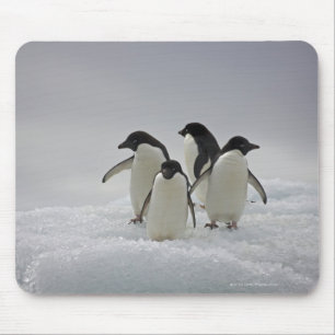 Mousepad Pinguins de Adelie em fluxos do gelo