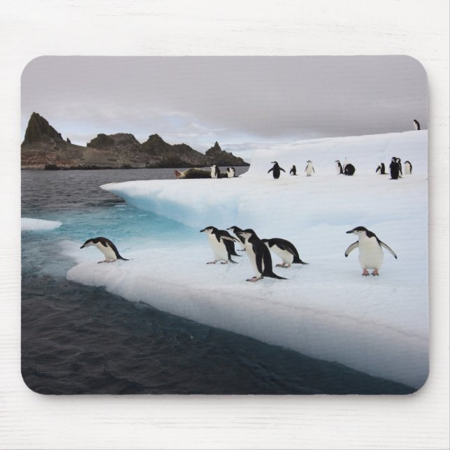 Mousepad Pinguins-de-barbicha (Frente)