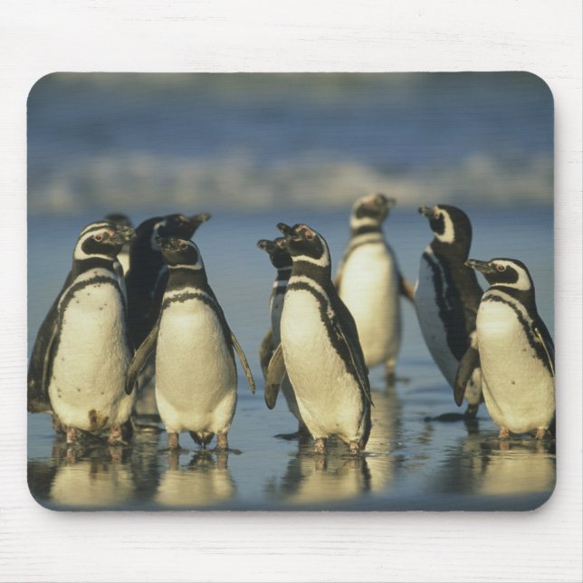 Mousepad Pinguins-de-magalhães, Spheniscus (Frente)
