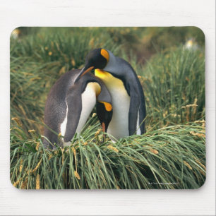 Mousepad Pinguins de rei que nuzzling