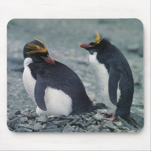 Mousepad Pinguins do macarrão