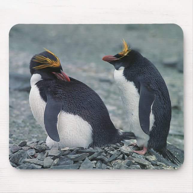 Mousepad Pinguins do macarrão (Frente)